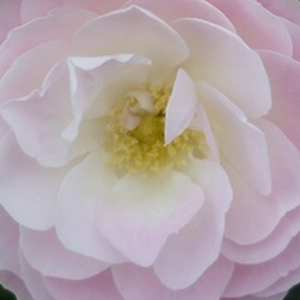 Онлайн магазин за рози - парк – храст роза - бяло - розов - Pоза Боуqует Парфаит® - дискретен аромат - Лоуис Ленс - -